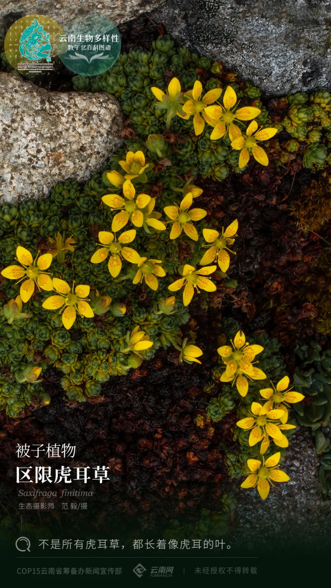 云南省人民政府网