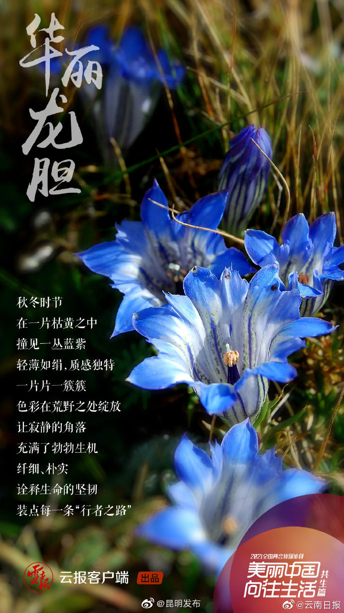 “昆明发布”微博