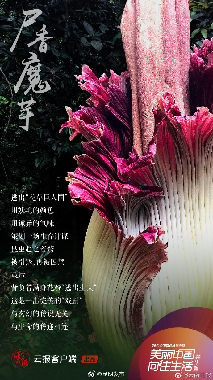 “昆明发布”微博