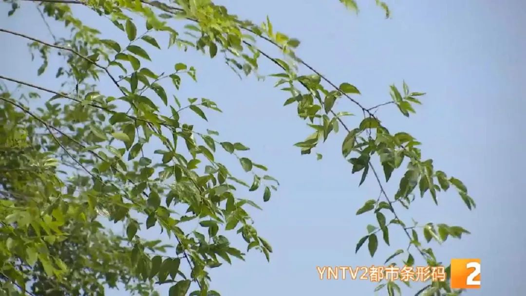 掌上春城(微信)