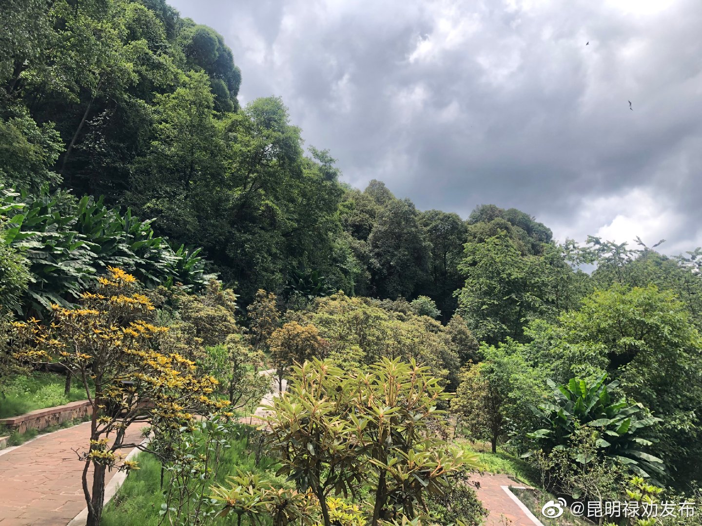 “昆明禄劝发布”微博