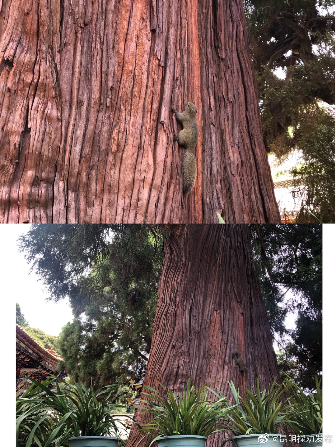 “昆明禄劝发布”微博