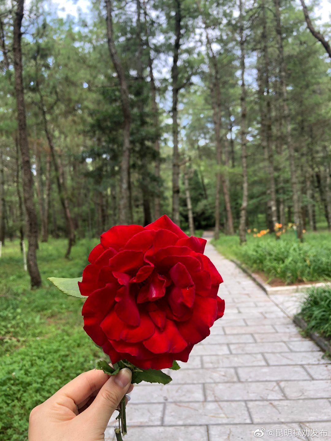 “昆明禄劝发布”微博