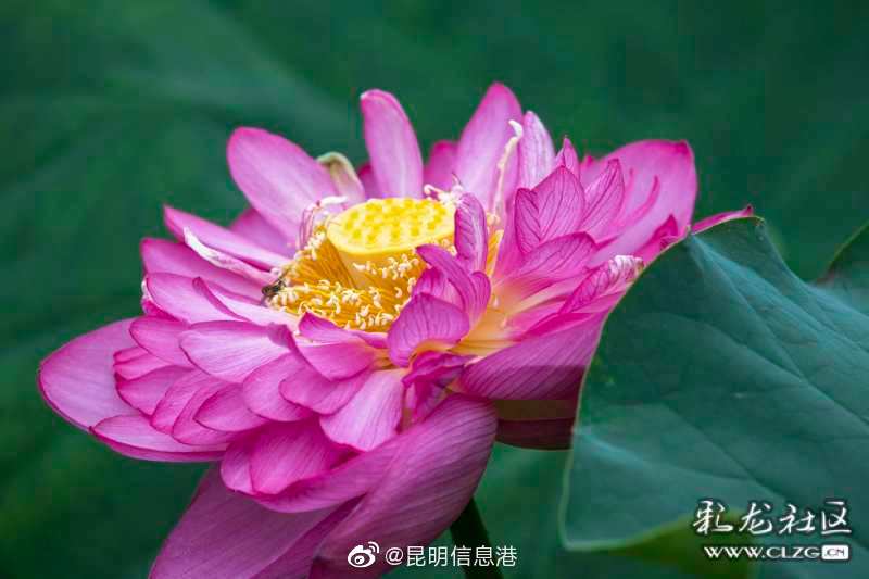 昆明信息港微博