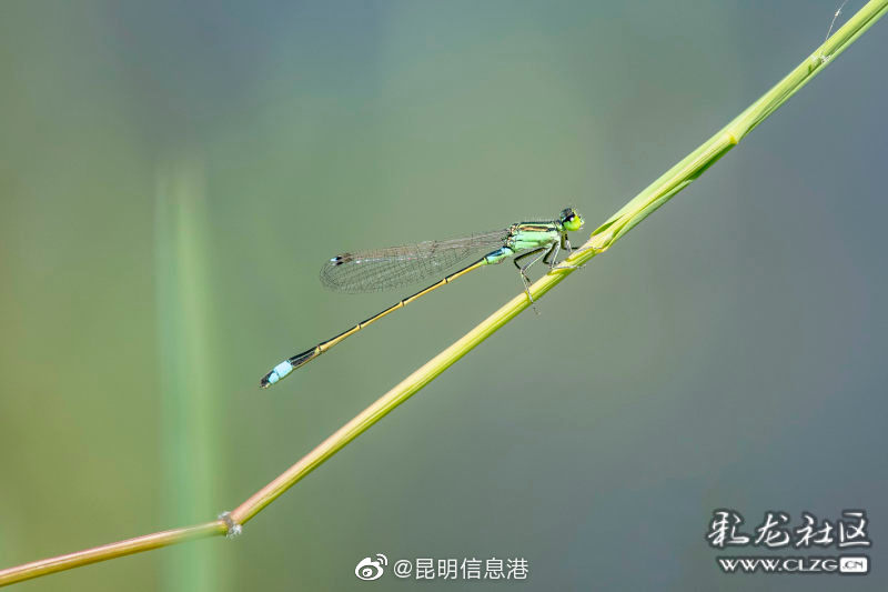 昆明信息港微博