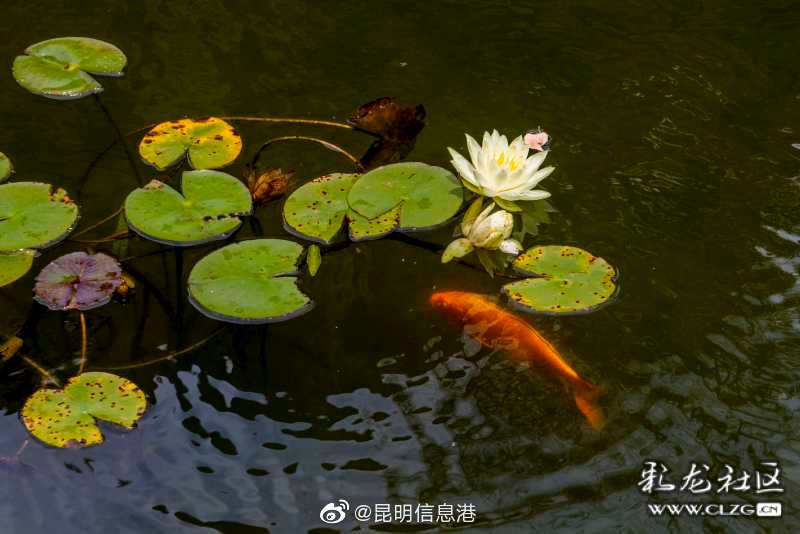 昆明信息港微博