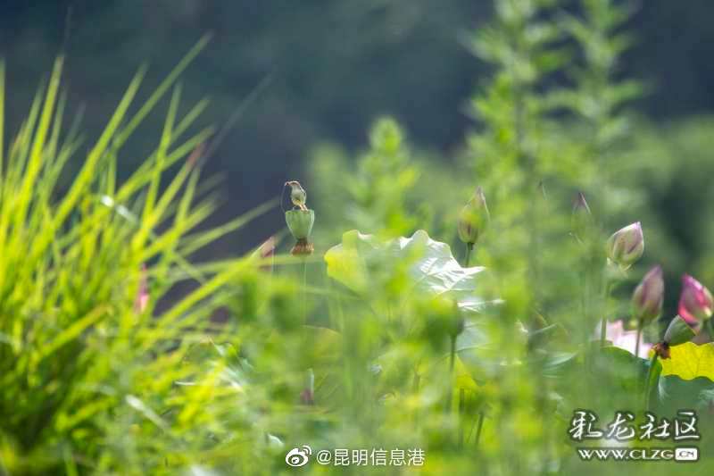 昆明信息港微博