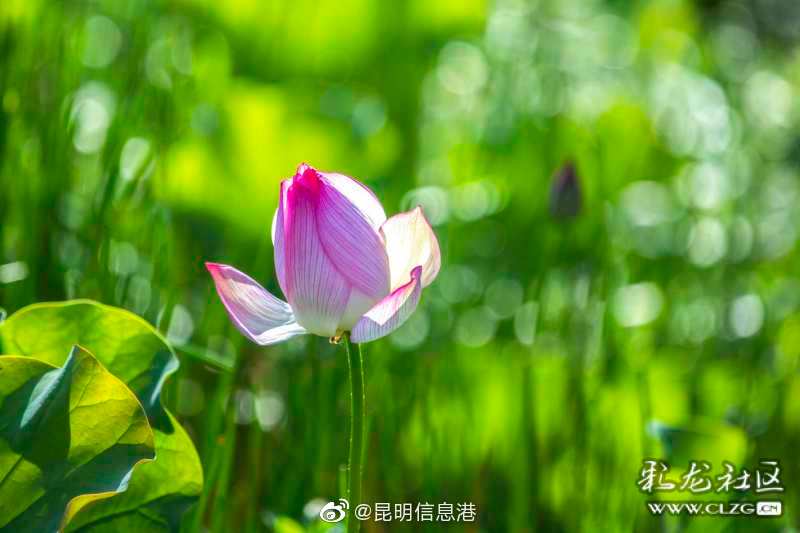 昆明信息港微博
