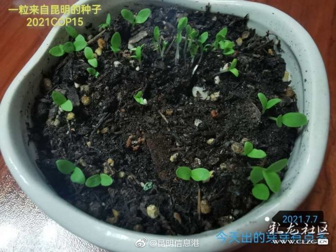 昆明信息港微博