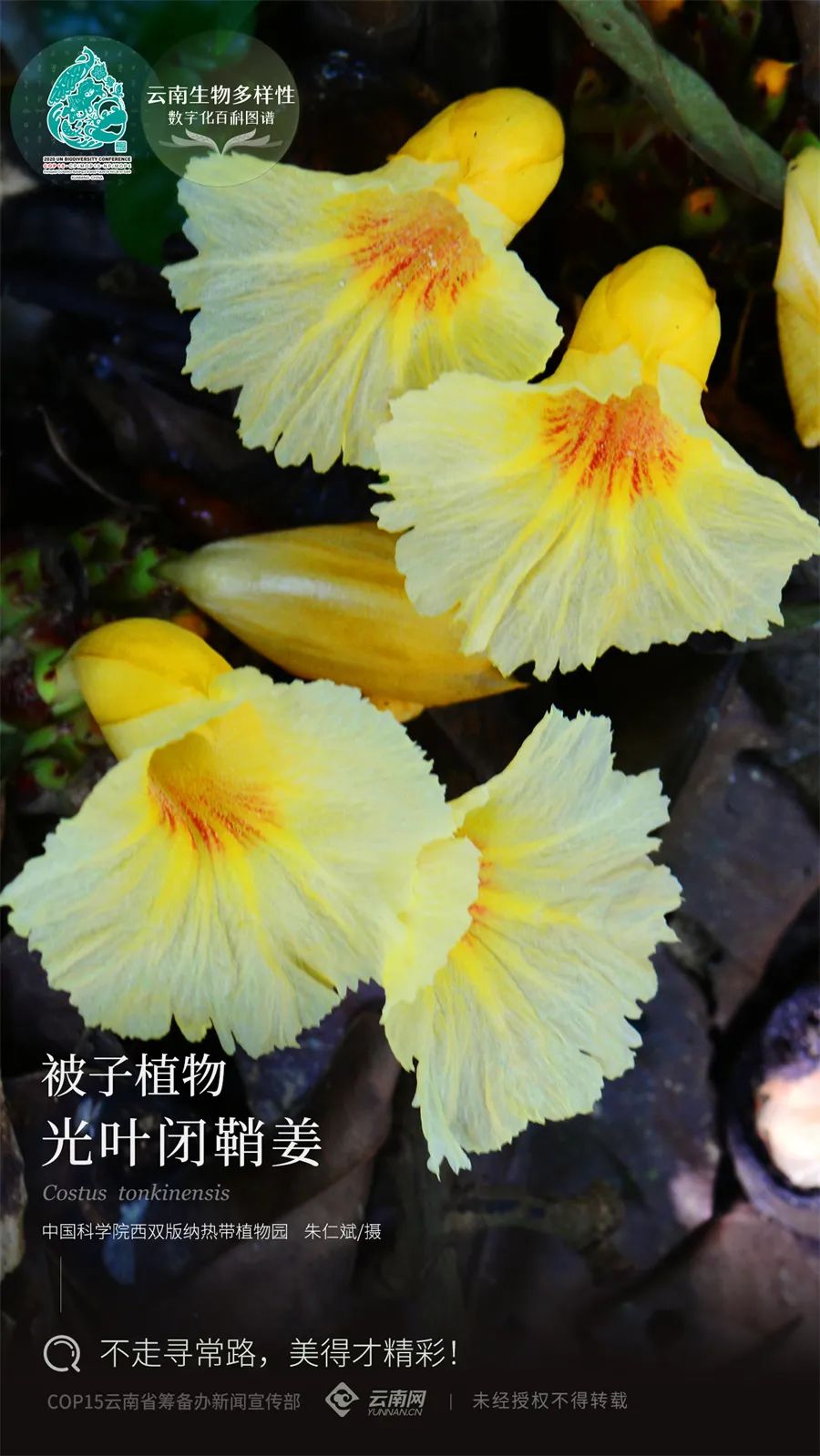 云南省人民政府网