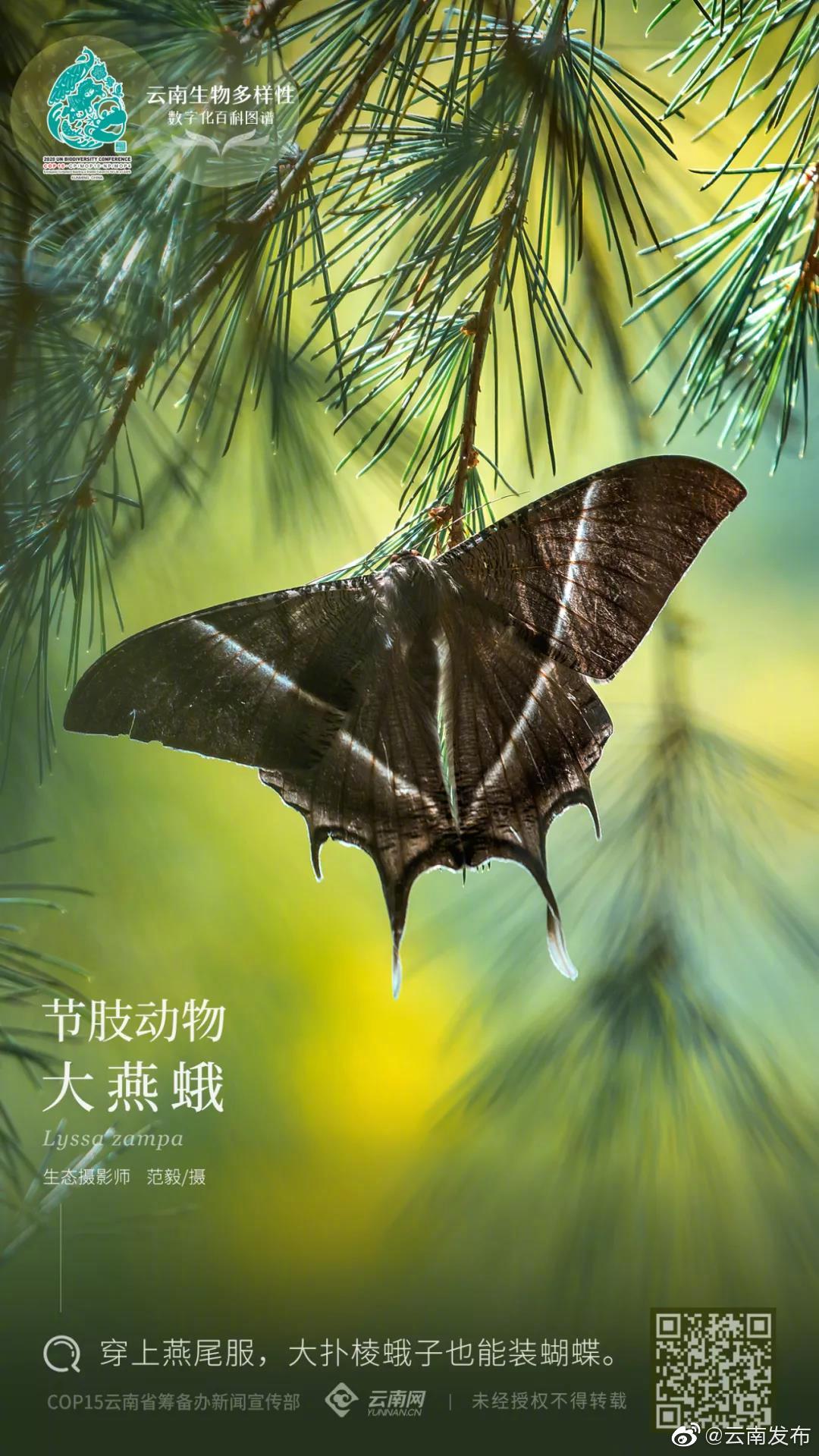 云南生物多样性数字化百科 | 节肢动物•大燕蛾：穿上燕尾服，大扑棱蛾子也能装蝴蝶