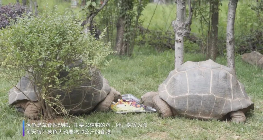云南野生动物园(微信)