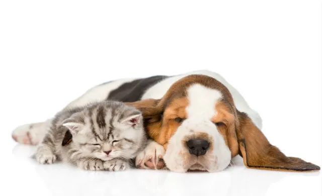 犬、猫蛔虫病感染的预防——给养宠物的朋友提个醒