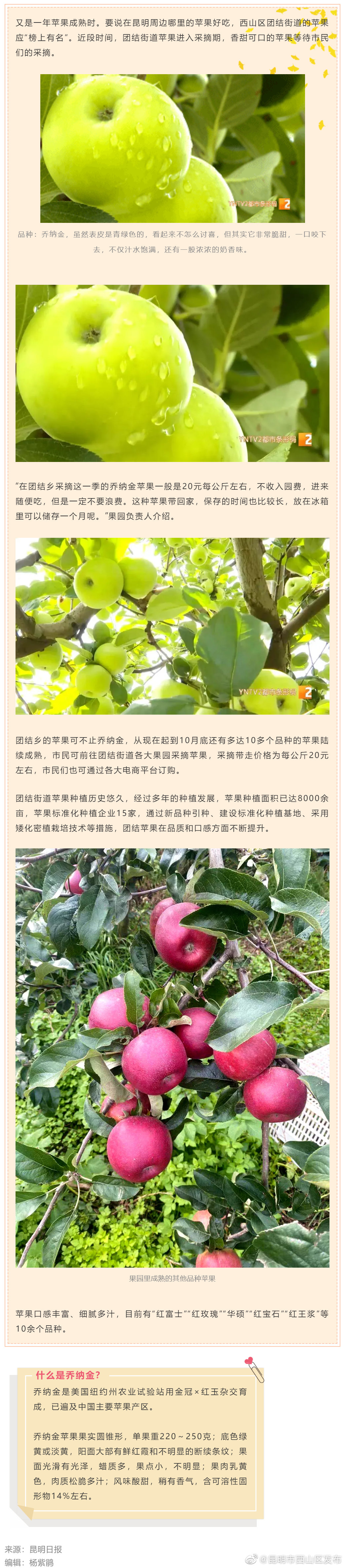虽绿但甜 又脆又香！团结乡的苹果，熟啦！