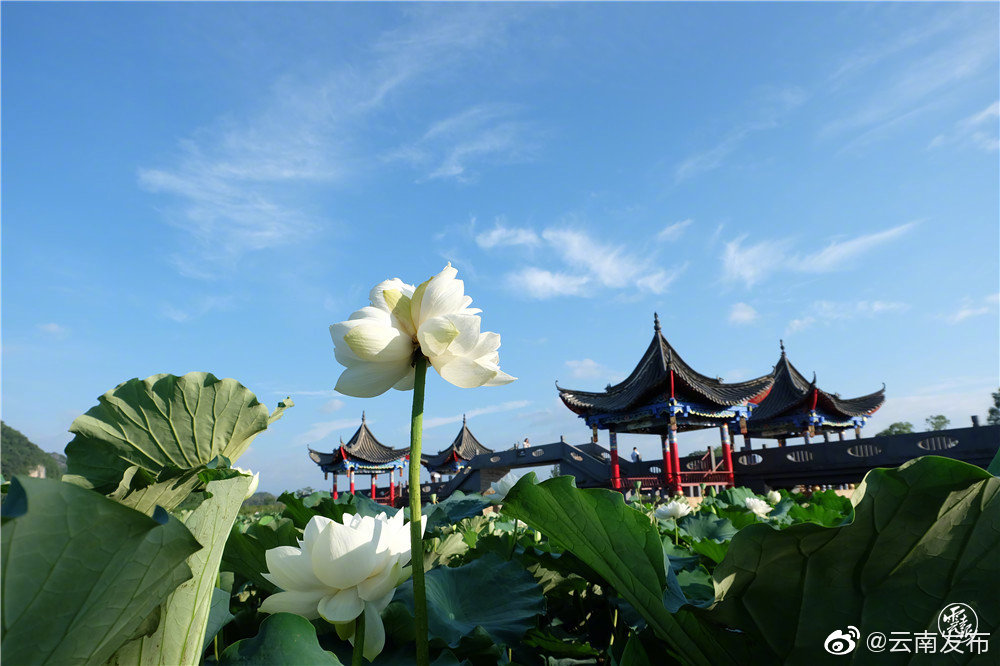 “云南发布”微博