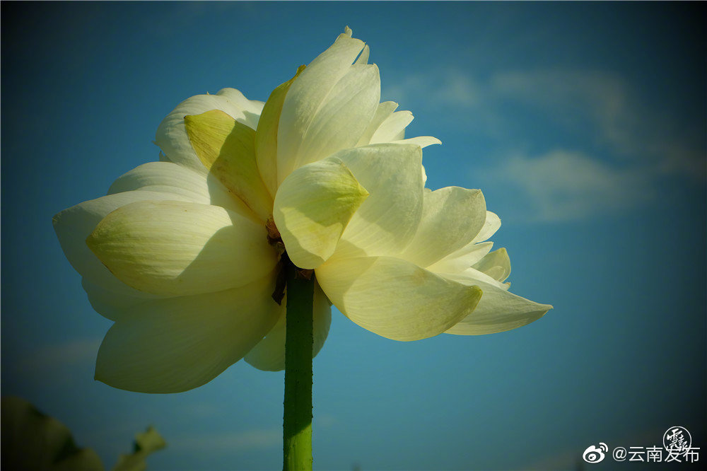 “云南发布”微博