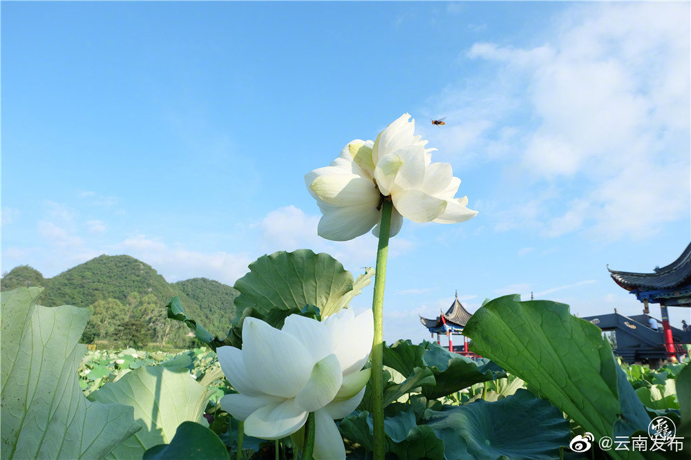 “云南发布”微博