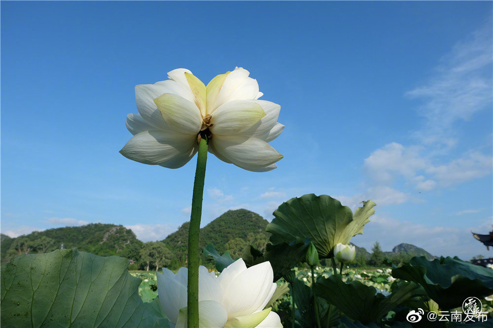 “云南发布”微博