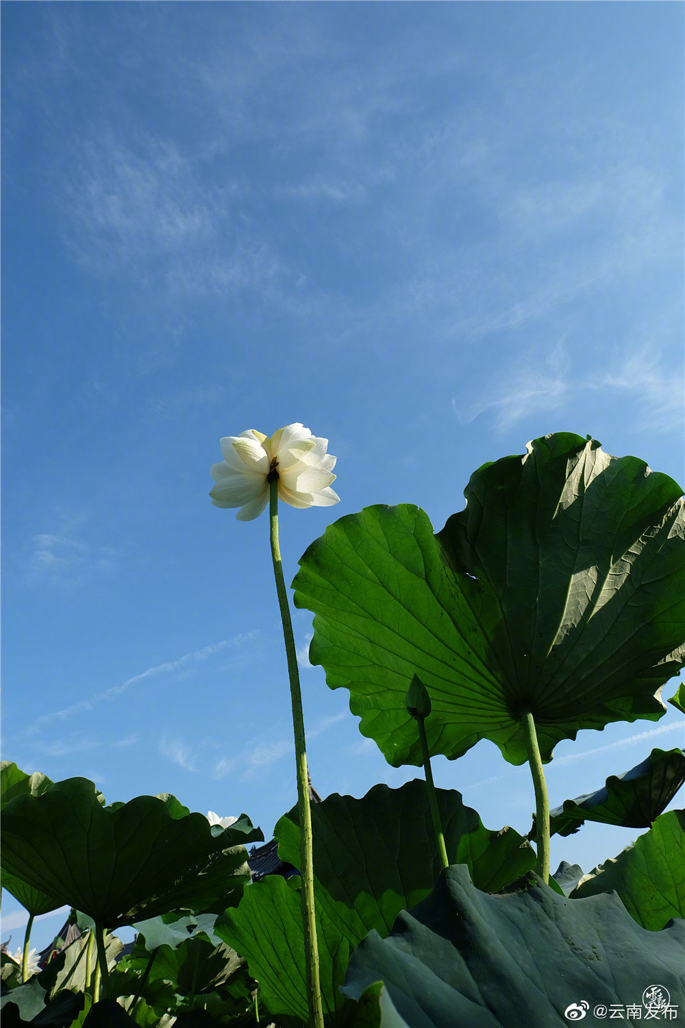 “云南发布”微博