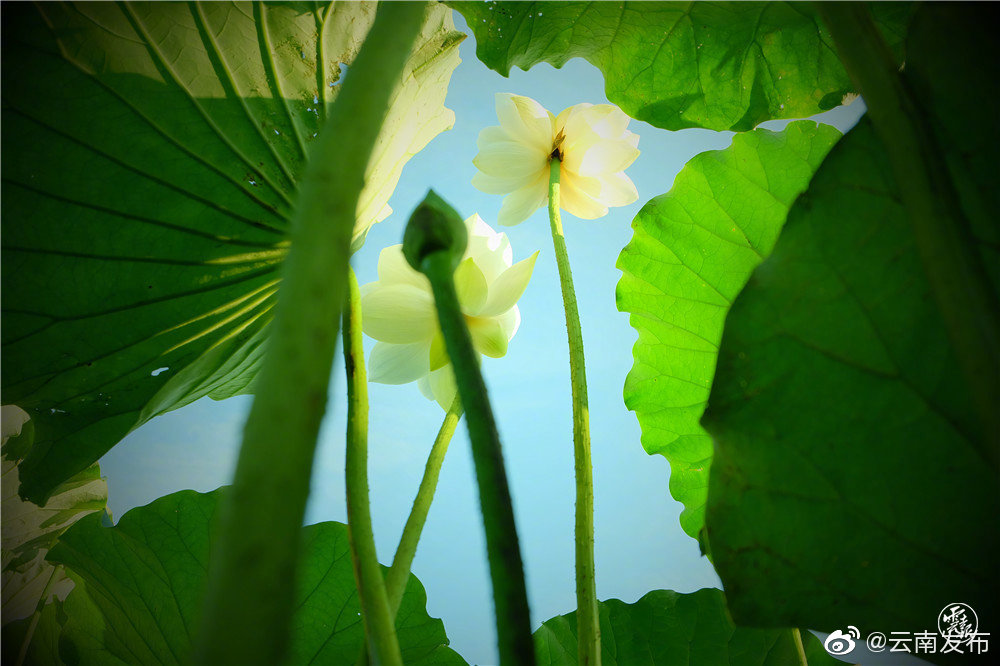 “云南发布”微博