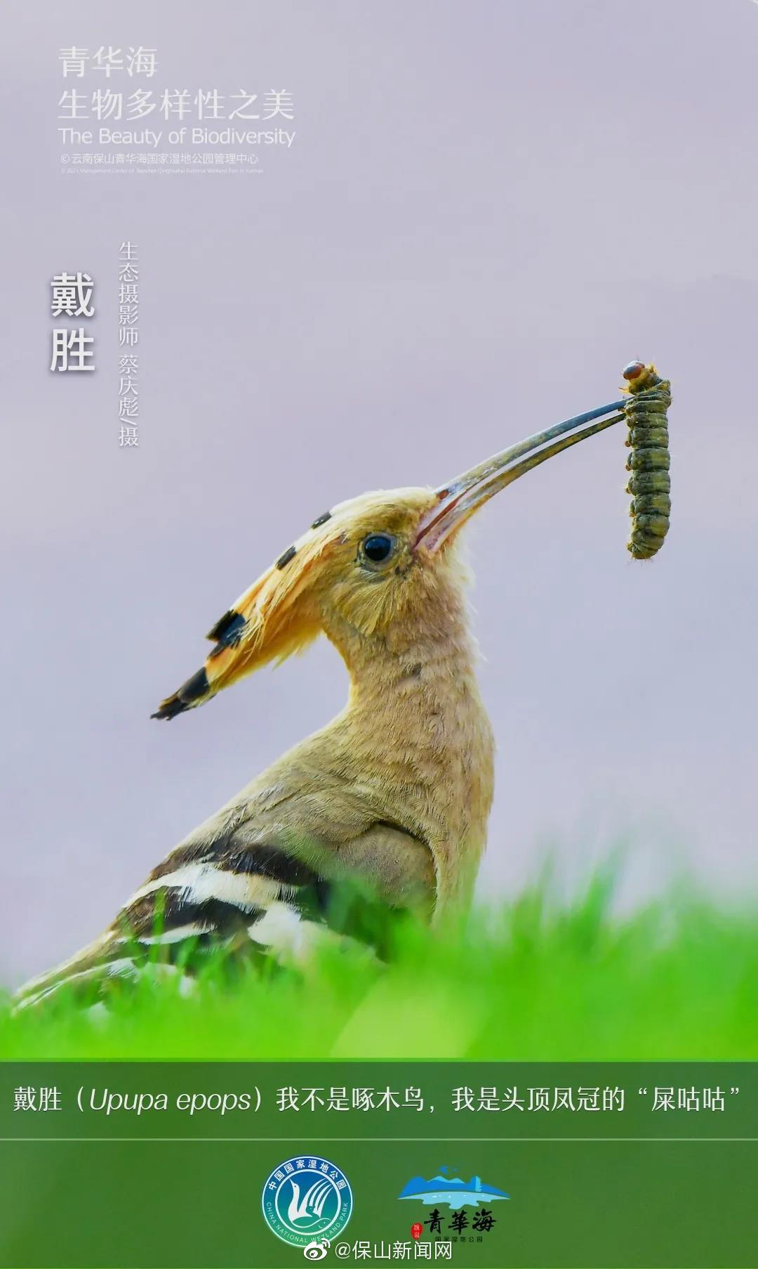 戴胜:我不是啄木鸟,我是头顶凤冠的“屎咕咕”
