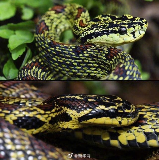 蛇类“伪装”高手 秦岭的秦皇锦蛇隐藏了这么久
