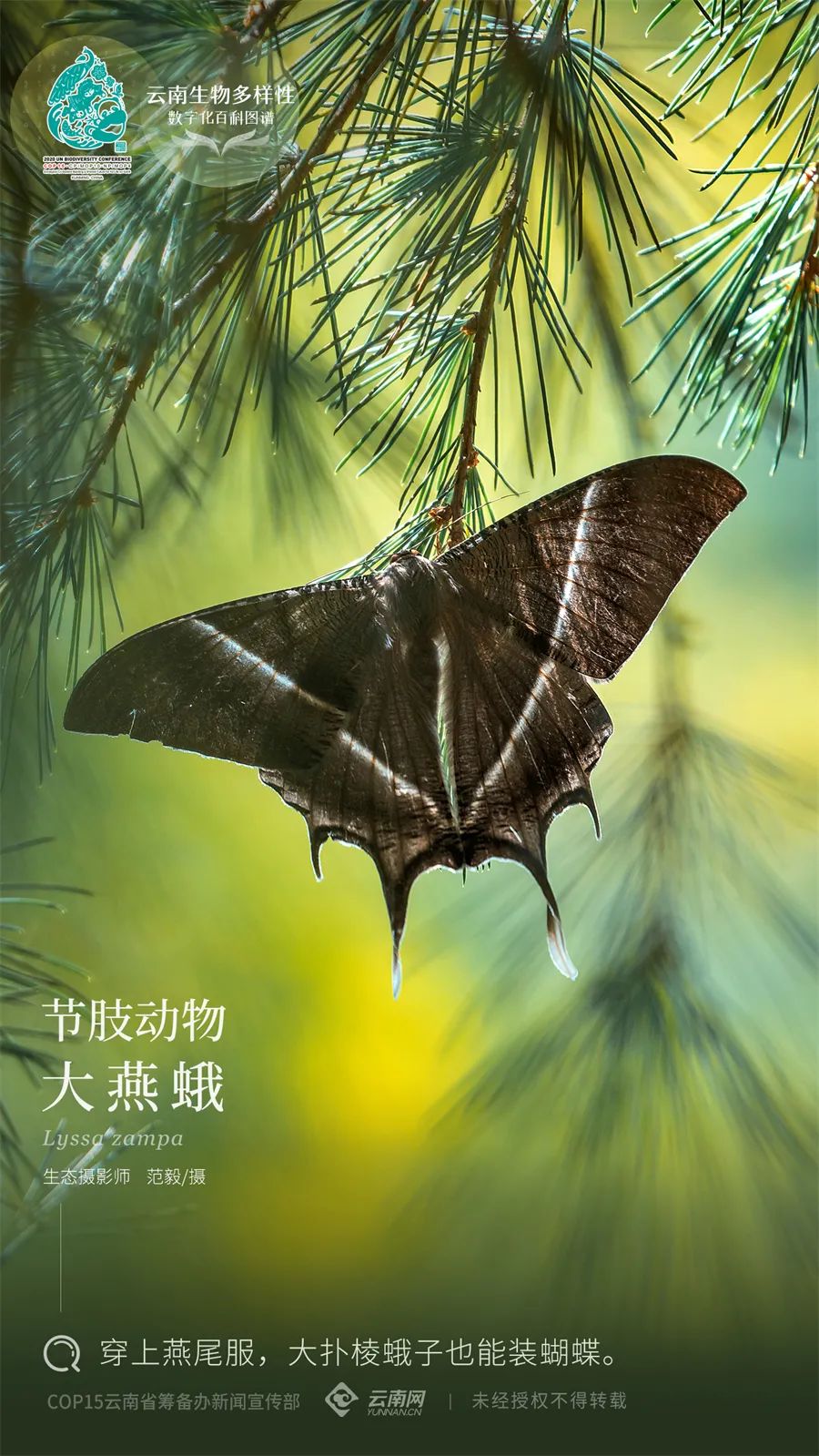 云南省人民政府网