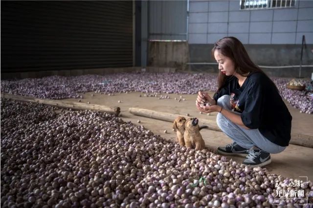 春城晚报(微信)
