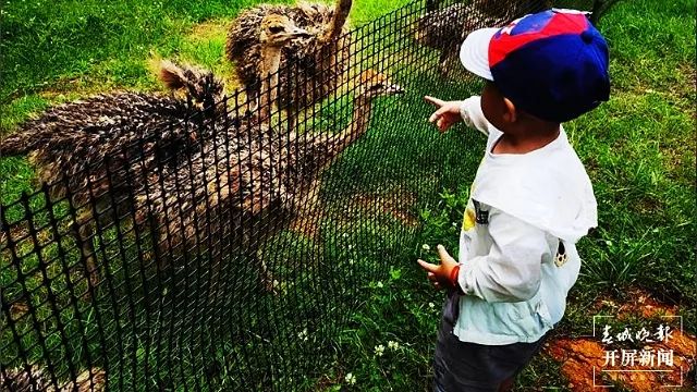 春城晚报(微信)