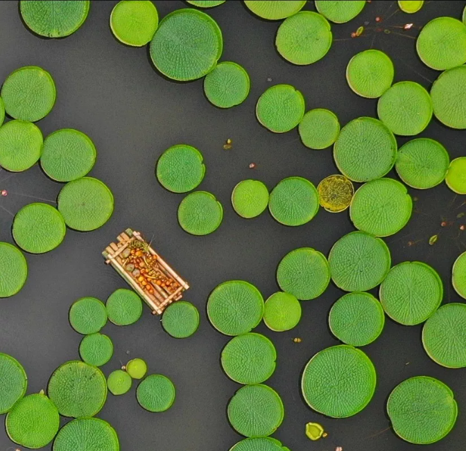 春城晚报(微信)