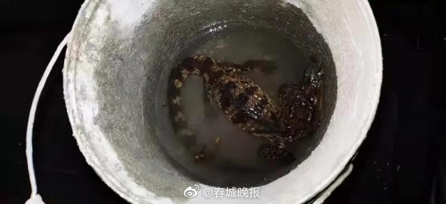 昆明市民报警称在河里抓到恐龙！是花绿色……