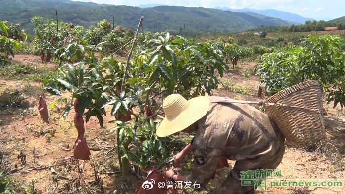 思茅区：发展水果产业 助推乡村振兴
