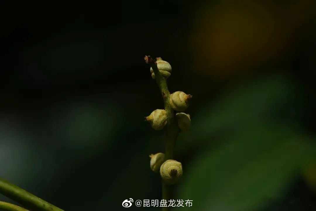 “昆明盘龙发布”微博