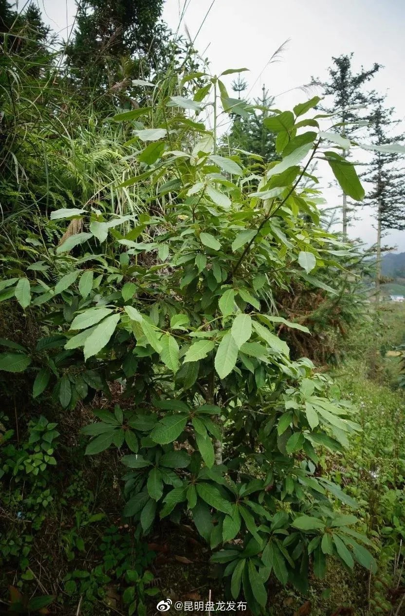 “昆明盘龙发布”微博