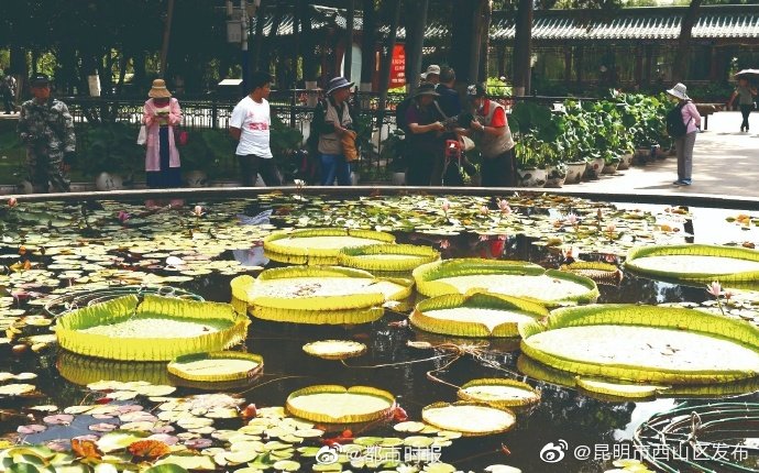 “昆明市西山区发布”微博