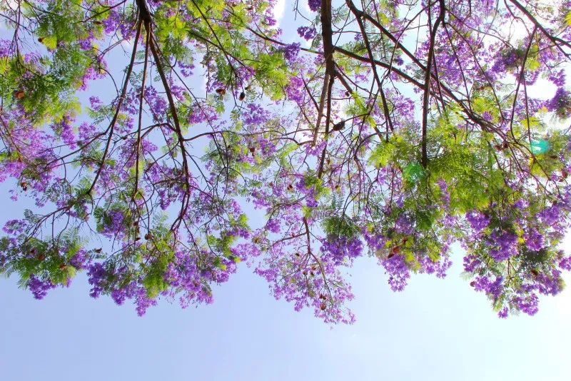 春城晚报(微信)