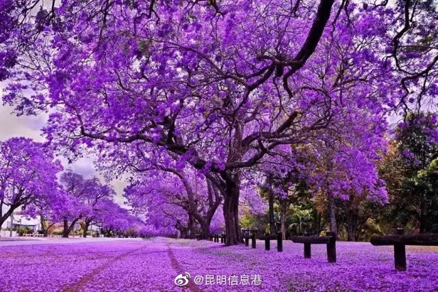8月20日开工昆明翠湖片区将打造2.23千米蓝花楹特色街区