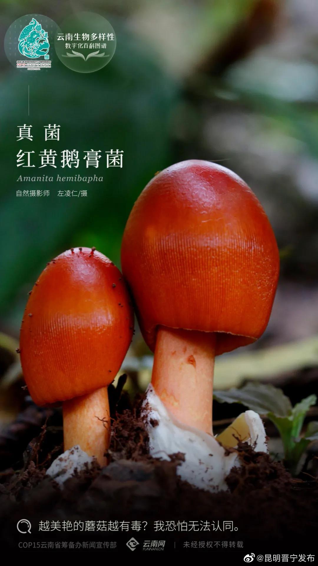 云南生物多样性数字化百科图谱