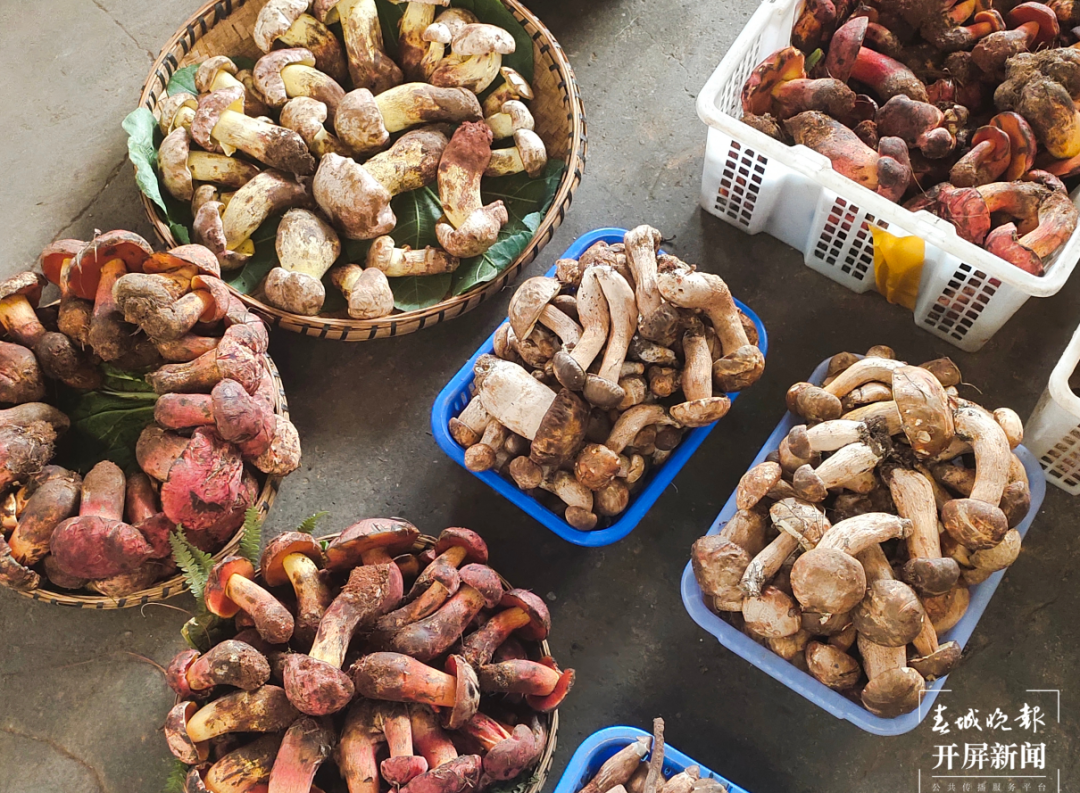 掌上春城(微信)