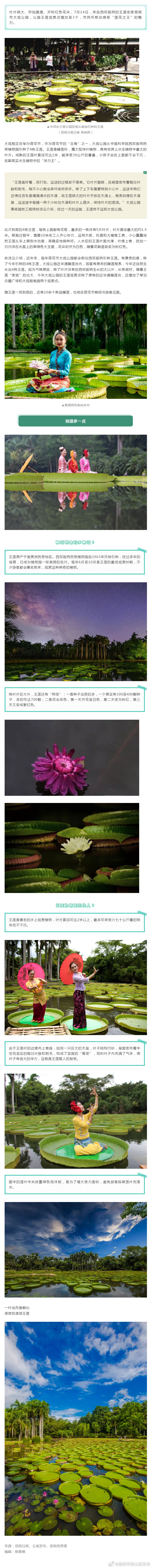 西双版纳王莲安家大观公园！ @昆明人 ，来赏荷啦