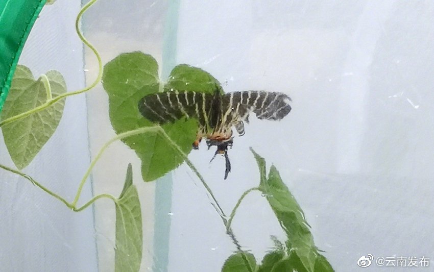 “云南发布”微博