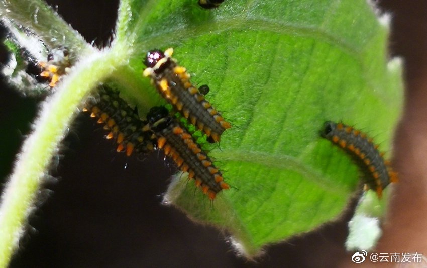 “云南发布”微博