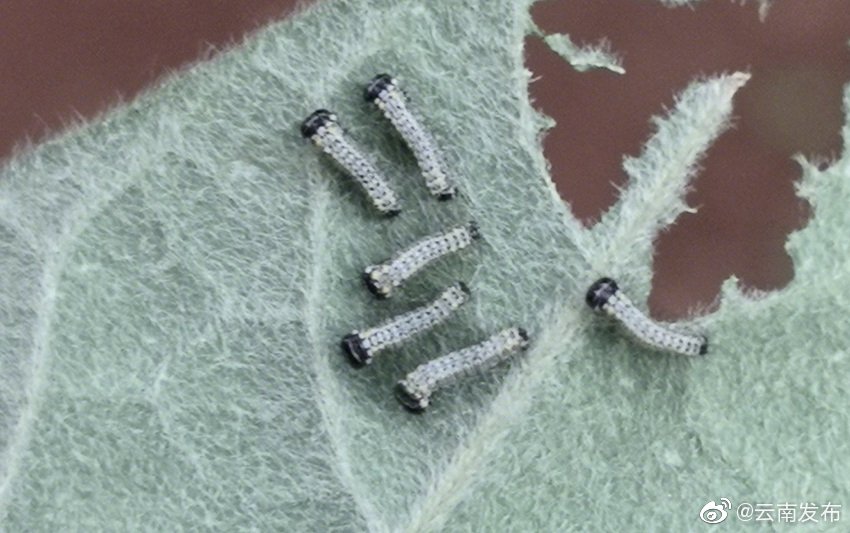 “云南发布”微博