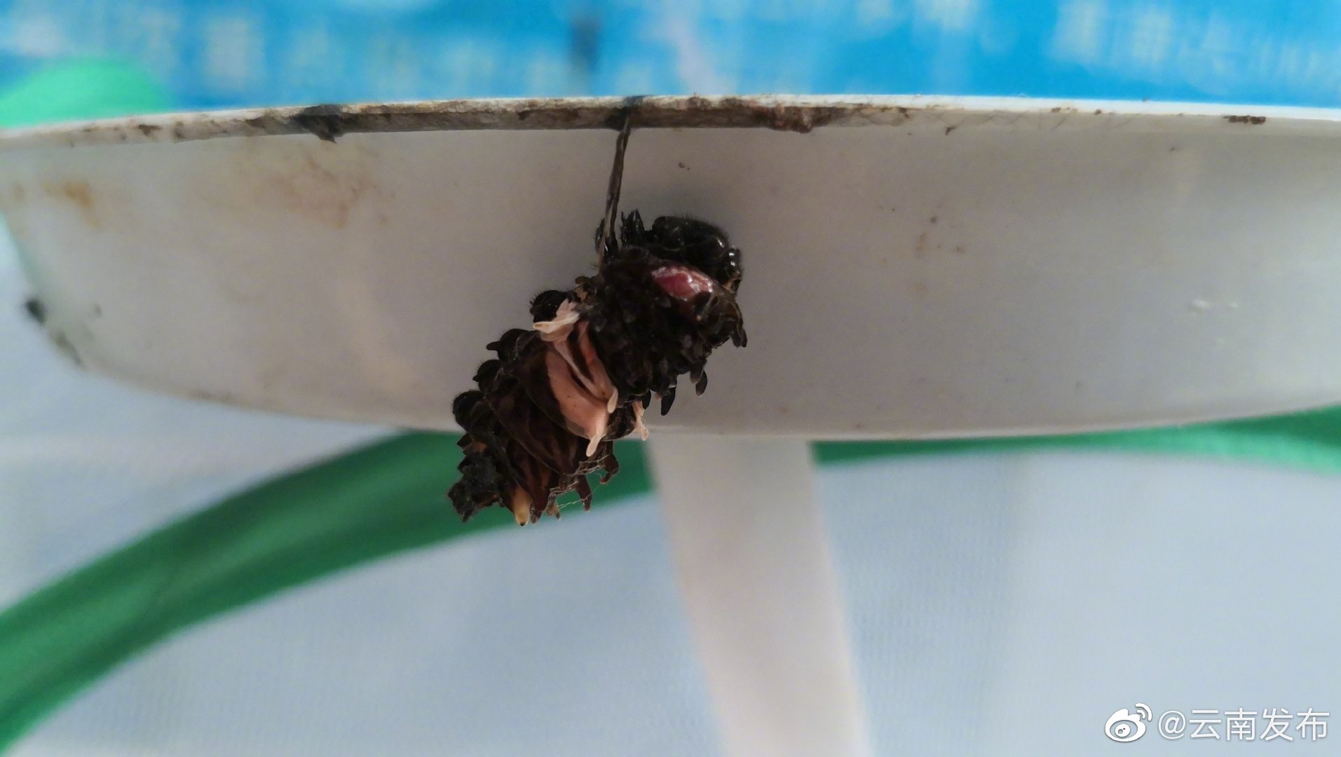 “云南发布”微博