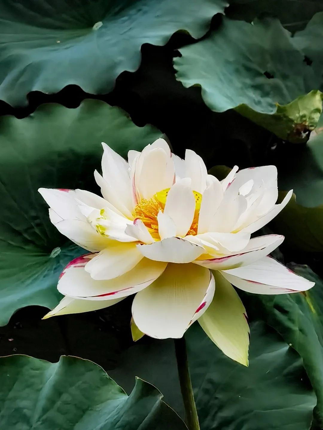 春城晚报(微信)