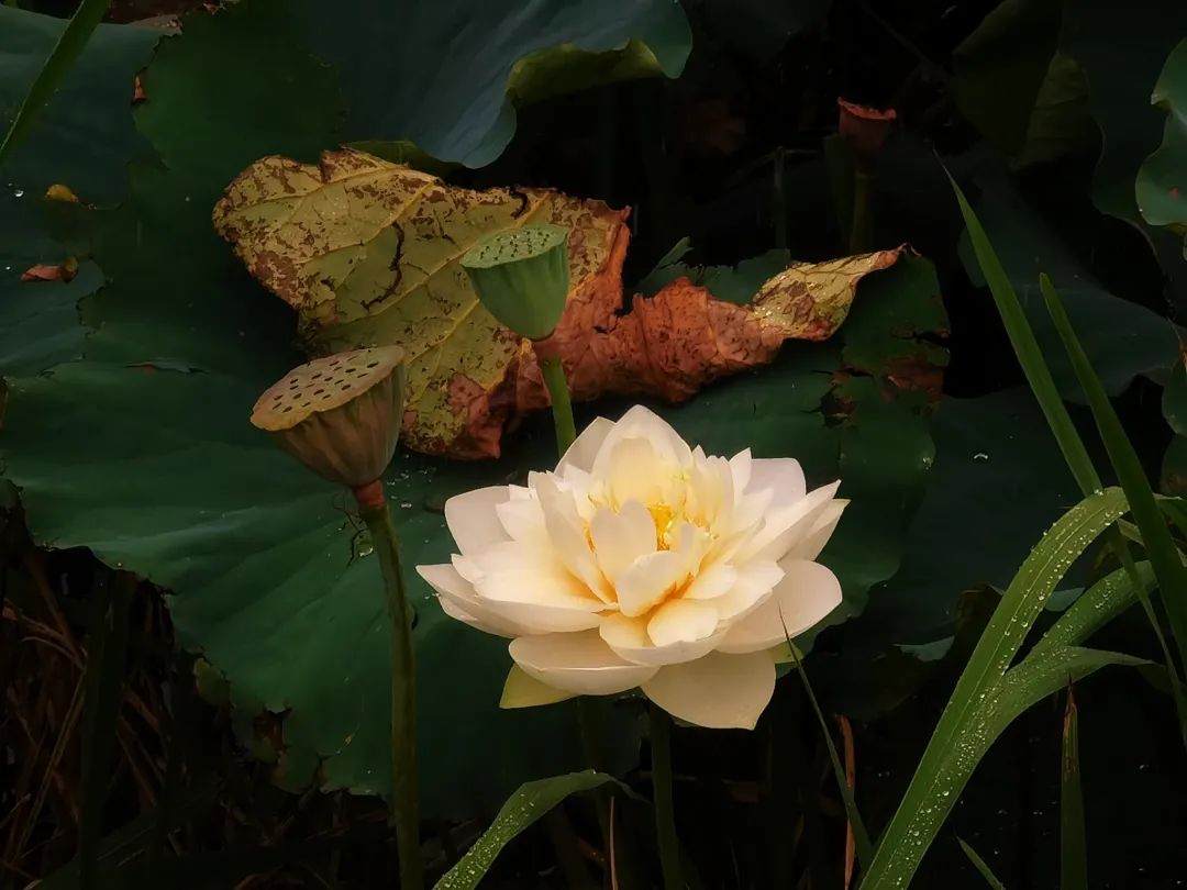 春城晚报(微信)