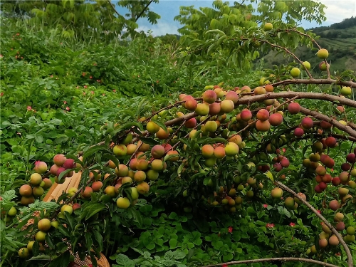 昆明市文化和旅游局