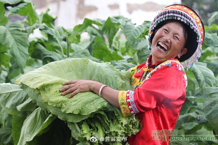 景谷县7万多亩烤烟陆续进入采烤期