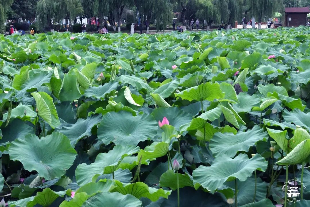 大观楼