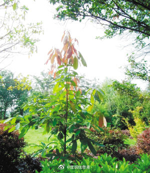 昆明信息港微博